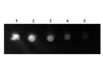 Dot Blot: Rabbit anti-Human IgG Fc Secondary Antibody [FITC] [NBP1-73234] - Dot Blot results of . Dots are Human IgG: (1) 100 ng, (2) 33.3 ng, (3) 11.1 ng, (4) 3.70 ng, (5) 1.23 ng. Blocked for  1hr at RT. Imaged with BioRad ChemiDoc, Fluorescein filter.